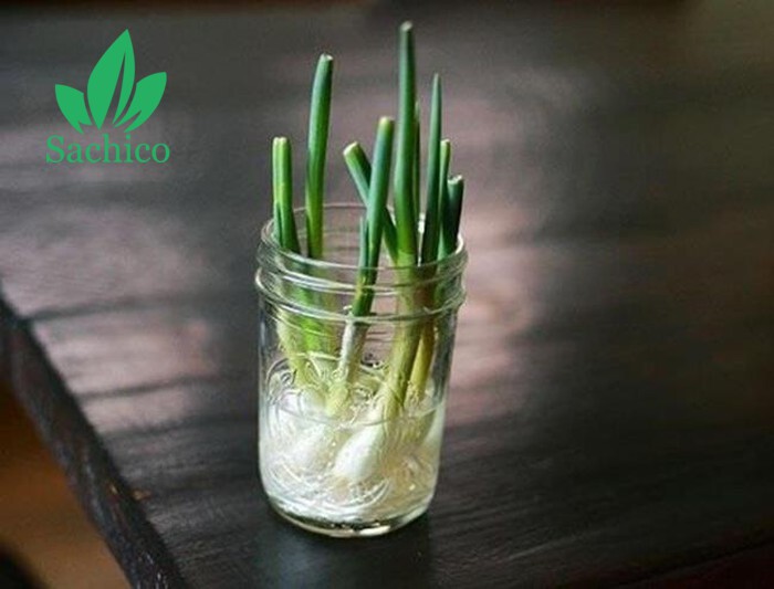 10 loại cây trông 1 lần ăn mãi mãi