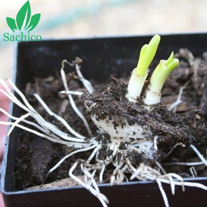 10 loại cây trông 1 lần ăn mãi mãi