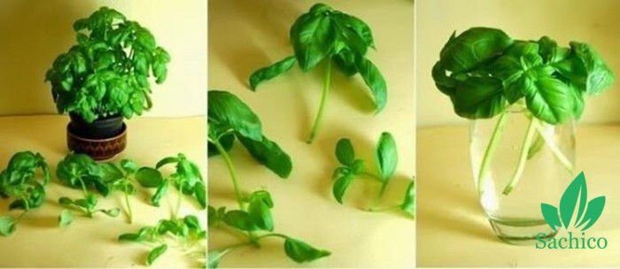 10 loại cây trông 1 lần ăn mãi mãi