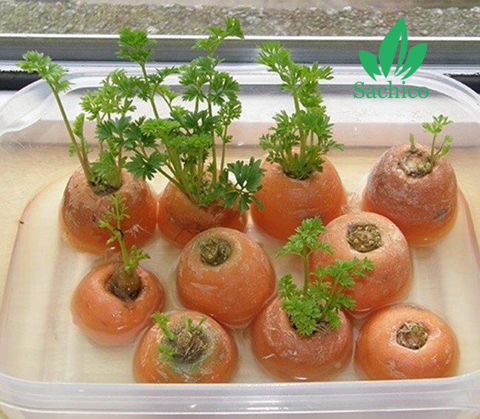 10 loại cây trông 1 lần ăn mãi mãi