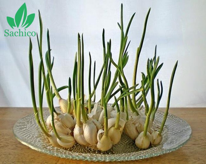 10 loại cây trông 1 lần ăn mãi mãi