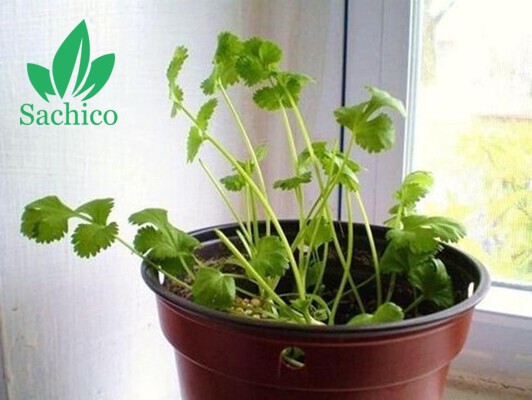 10 loại cây trông 1 lần ăn mãi mãi