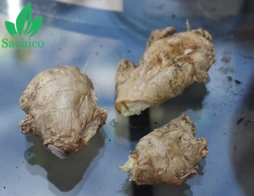 10 loại cây trông 1 lần ăn mãi mãi