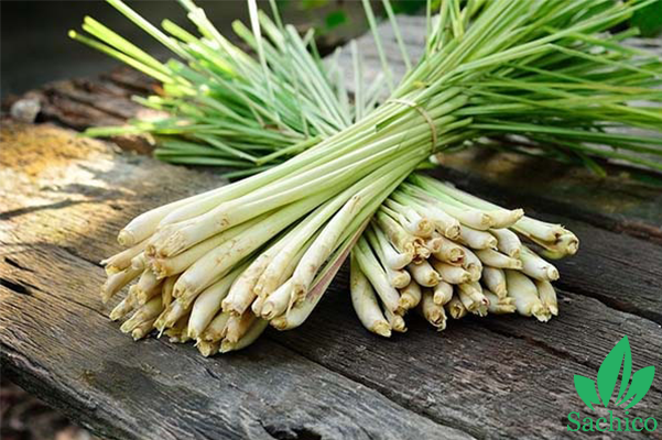 Cách làm tinh dầu sả đơn giản tại nhà