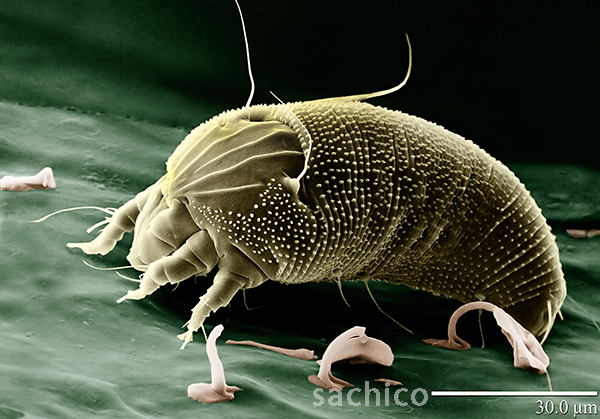 Con Aceria anthocoptes gây bệnh rỉ sắt