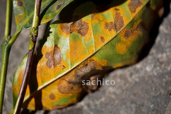 Lá cây bị bệnh rỉ sắt