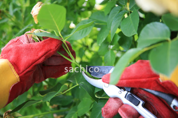 Tỉa cành cây phòng tránh bệnh rỉ sắt