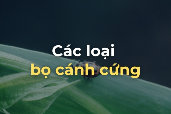 Các loại bọ cánh cứng ăn lá cây