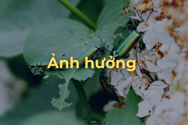 ảnh hưởng của bọ cánh cứng tới khu vườn