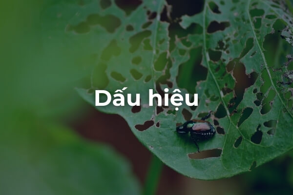 Dấu hiệu của Bọ cánh cứng ăn lá cây