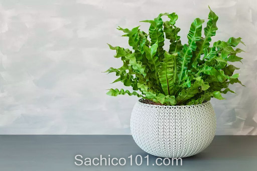 các loại cây dương xỉ