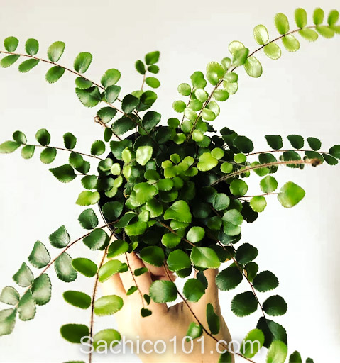 các loại cây dương xỉ