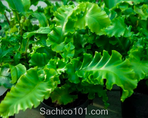 các loại cây dương xỉ