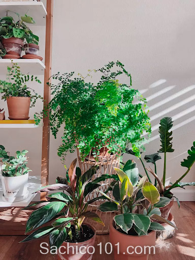 các loại cây dương xỉ