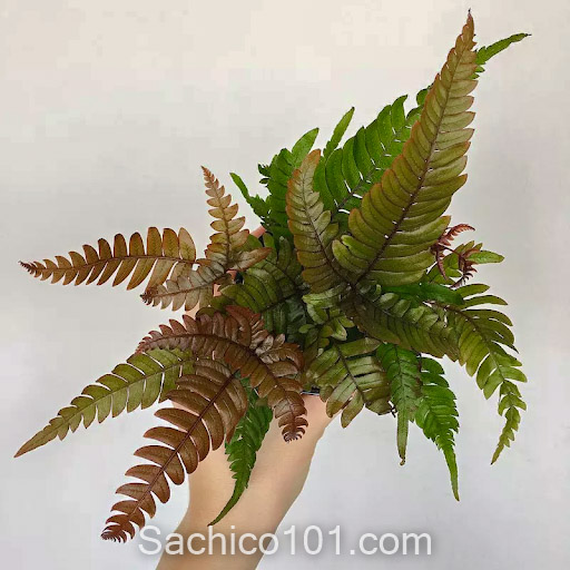 các loại cây dương xỉ