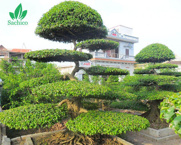 Cây sanh cảnh