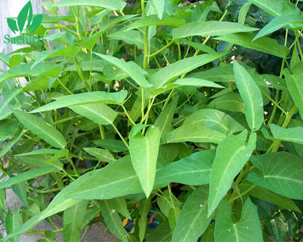 Cây rau muống
