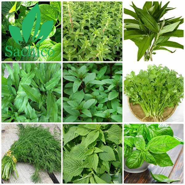 Hình ảnh các loại cây rau thơm