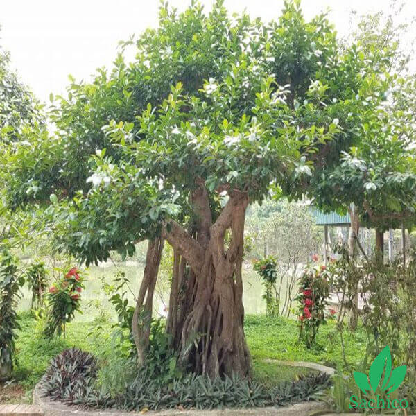 Cây si cảnh