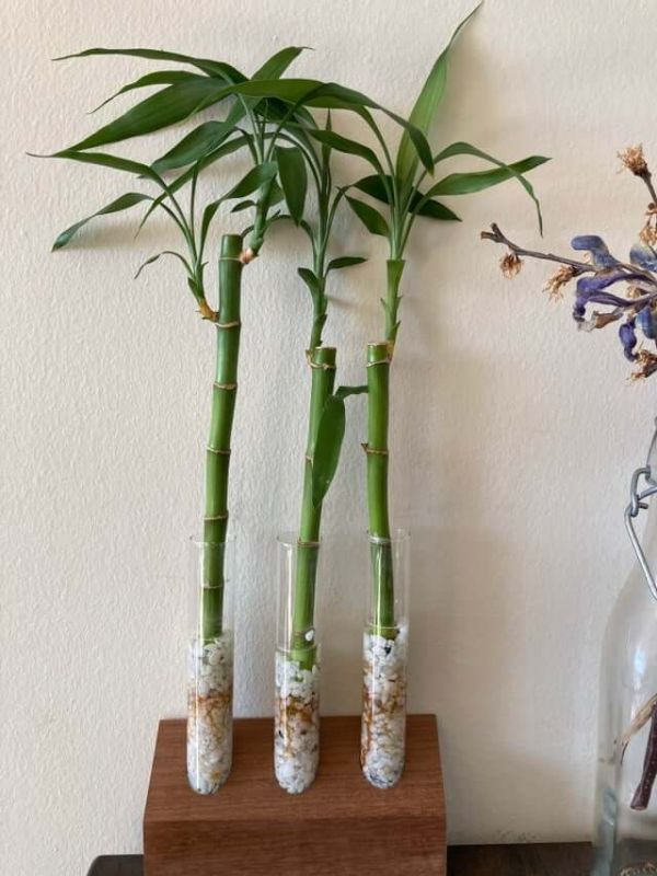 Cây trúc phát tài trồng trong lọ thủy tinh