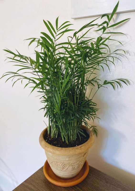 Cây cau tiểu trâm trồng trong chậu đất nung
