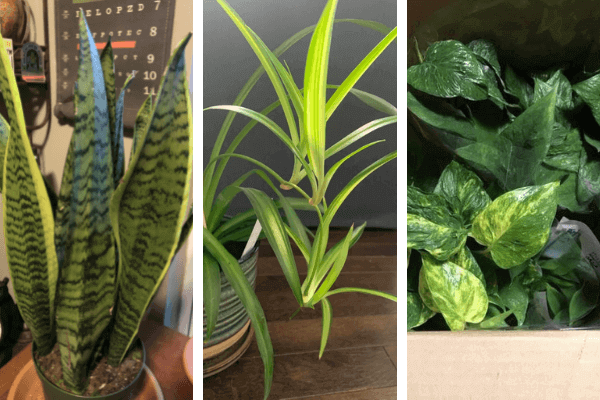 3 loại cây phát tài phổ biến