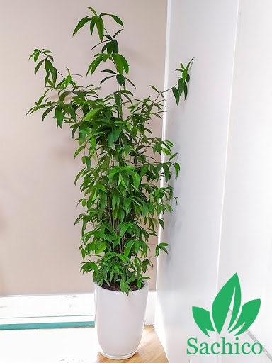 Các loại cây trúc cảnh