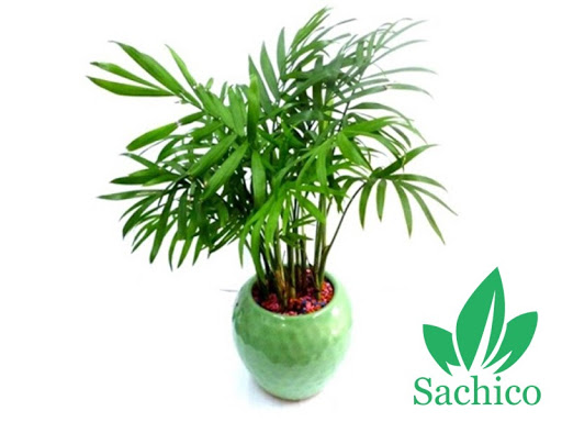 Các loại cây trúc cảnh