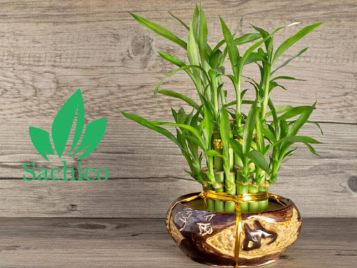 Các loại cây trúc cảnh