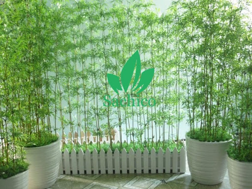 Các loại cây trúc cảnh
