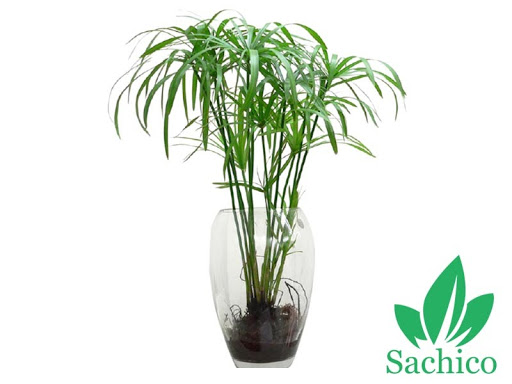 Các loại cây trúc cảnh