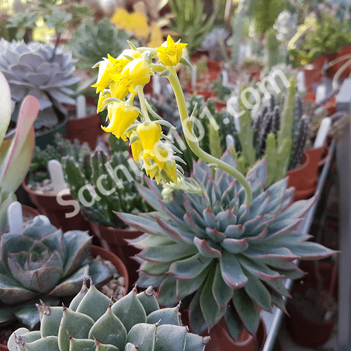 Sen đá Echeveria Pulidonis