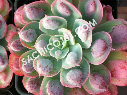 Sen đá Echeveria Raindrops