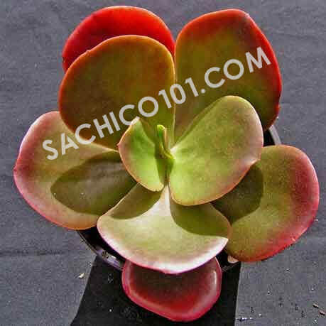 Sen đá hiếm Echeveria Fireball