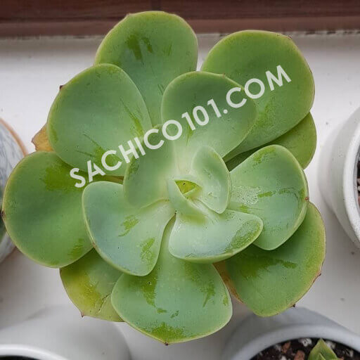 Cây sen đá hiếm Echeveria Peach Pride