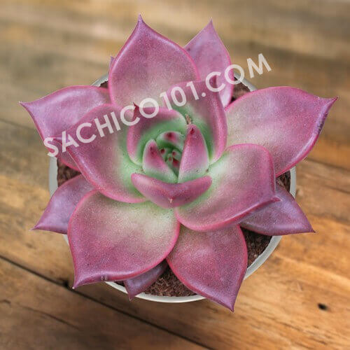 Sen đá Echeveria Taurus