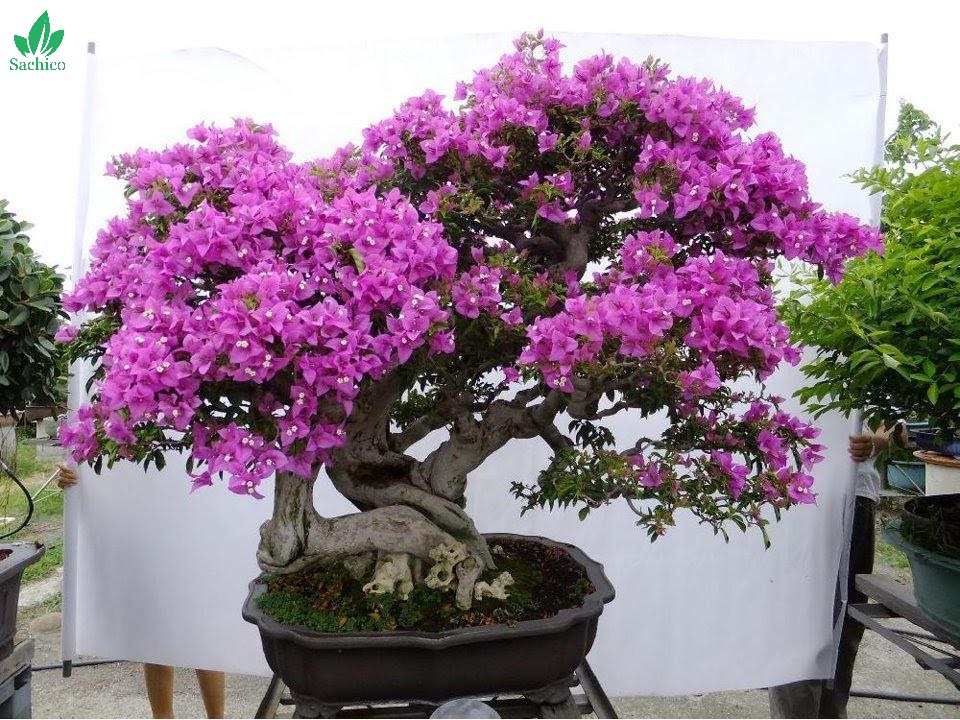 Trồng cây hoa giấy trong chậu