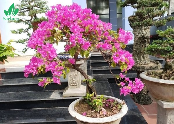 Trồng cây hoa giấy tại nơi nhiều ánh sáng, gió thoáng