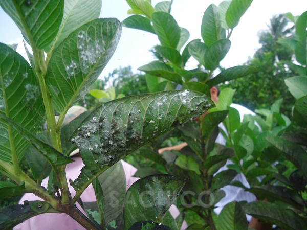 triệu chứng do rầy phắn trắng