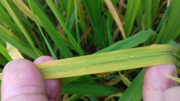Rầy phấn trắng gây vàng lá ở cây lúa