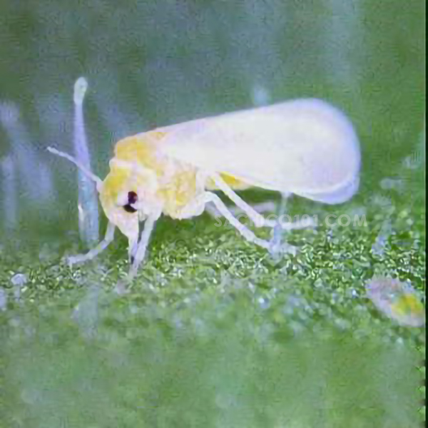 Đặc điểm của rầy trắng