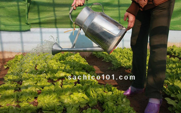 cách gieo hạt rau xà lách và chăm sóc