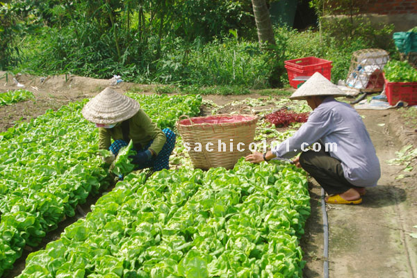 cách gieo hạt rau xà lách và thu hoạch