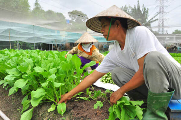 Thu hoạch rau cải ngọt