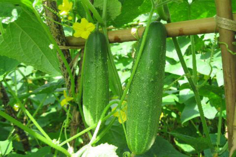 Mẹo làm giàn dưa chuột