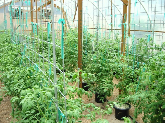 Mẹo làm giàn dưa chuột, giàn đứng