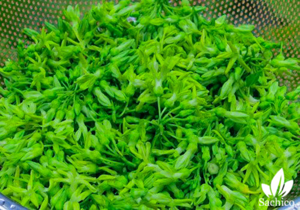cách làm giàn hoa thiên lý