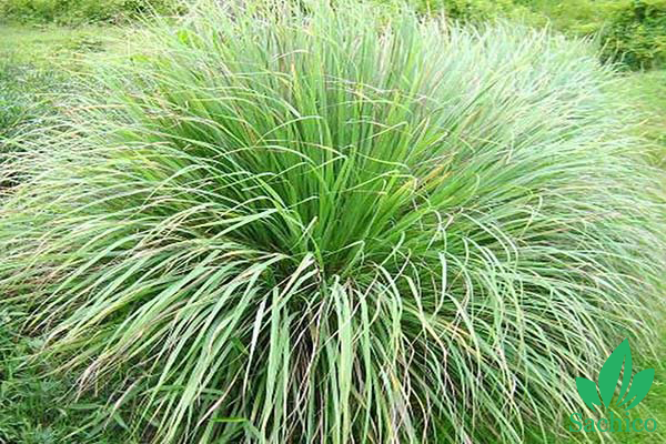 Cách làm tinh dầu sả đơn giản tại nhà