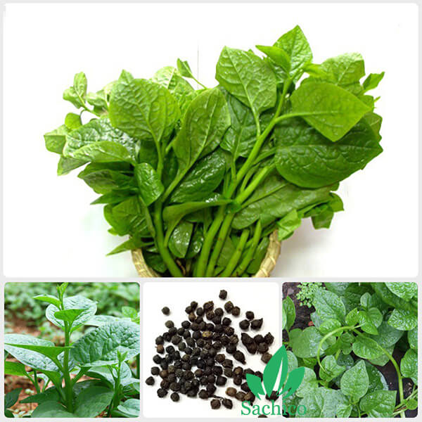 cách ngâm ủ hạt mồng tơi