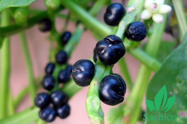cách ngâm ủ hạt mồng tơi